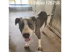 Adopt Olexo a White - with Tan, Yellow or Fawn Pit Bull Terrier / Mixed dog in