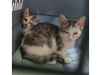 Adopt Jewel (B. Clark) a Gray or Blue Domestic Shorthair / Domestic Shorthair /