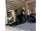 Adopt Lura a Black Shepherd (Unknown Type) / Mixed dog in Edinburg