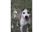 Adopt Gerald a Brindle - with White Pit Bull Terrier / Mixed dog in Battle