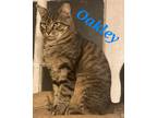 Adopt Oakley a Brown Tabby Domestic Shorthair (short coat) cat in schenectady