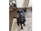 Adopt Max a Black - with White Shepherd (Unknown Type) / Labrador Retriever /