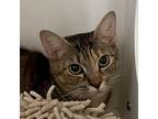 Adopt Sandy Cheeks a Brown or Chocolate Domestic Shorthair / Mixed cat in
