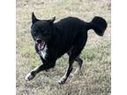 Adopt Belle a Black Shepherd (Unknown Type) / Mixed dog in Edinburg