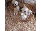 Golden Retriever Puppy for sale in Iowa Park, TX, USA