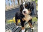 Bernese Mountain Dog Puppy for sale in Harrison, MI, USA