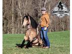 Trick Horse, Family/Kid Safe, Ranch/Trails, Reining Training, Fancy Broke!