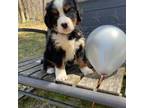 Bernese Mountain Dog Puppy for sale in Harrison, MI, USA