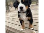 Bernese Mountain Dog Puppy for sale in Harrison, MI, USA