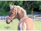 Stunning Well Bred Weanling Chocolate Cream Colt