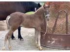 Stunning Well Bred Weanling Colt