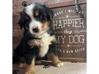 Bernese Mountain Dog Puppy for sale in Harrison, MI, USA