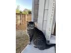 Adopt Simon a Brown Tabby American Shorthair / Mixed cat in Round Rock