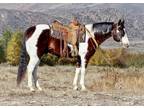 LEGEND â 2009 GRADE Paint Horse Bay and White Gelding! Go to