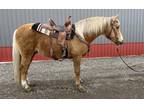 DIESEL â 2008 GRADE Missouri Foxtrotter Cross Palomino Gelding!