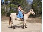 Bombproof Gelding Perfect for Trail, Pleasure & Show