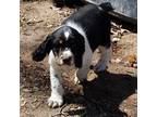 English Springer Spaniel Puppy for sale in Alpena, AR, USA