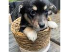 Cardigan Welsh Corgi Puppy for sale in Grants Pass, OR, USA
