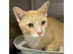 Adopt Pumpkin a Orange or Red Domestic Shorthair / Mixed cat in Leesburg