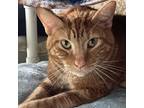 Adopt Simba a Orange or Red Domestic Shorthair / Mixed cat in Leesburg