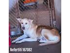 Adopt Nefertiti a Tan/Yellow/Fawn Labrador Retriever / Mixed dog in Edinburg