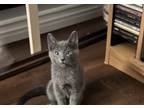 Adopt Tennille a Spotted Tabby/Leopard Spotted Russian Blue cat in Calimesa