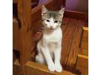 Adopt Eric a White (Mostly) Domestic Shorthair (short coat) cat in Archbold