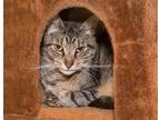 Adopt Lola a Brown Tabby Domestic Shorthair (short coat) cat in Englewood