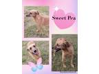 Adopt Sweet Pea a Tan/Yellow/Fawn Dachshund / Mixed dog in North Granby