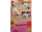 Adopt Magnum a Tan/Yellow/Fawn - with Black Great Dane / Shepherd (Unknown Type)