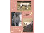 Adopt Ethan a Tan/Yellow/Fawn Labrador Retriever / Mixed dog in North Granby