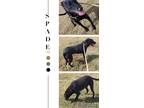 Adopt Spade a Black - with White Labrador Retriever / Mixed dog in North Granby