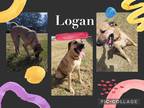 Adopt Logan a Tan/Yellow/Fawn - with Black Shepherd (Unknown Type) / Hound