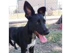 Adopt Kolya a Black Labrador Retriever / Mixed dog in Edinburg, TX (36350567)