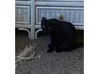 Adopt Blackie a All Black Domestic Shorthair / Mixed (short coat) cat in