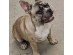 French Bulldog Puppy for sale in Birch Run, MI, USA