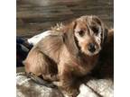 Dachshund Puppy for sale in Spencerville, IN, USA