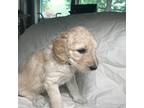 Goldendoodle Puppy for sale in Belfair, WA, USA