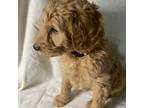 Goldendoodle Puppy for sale in Belfair, WA, USA