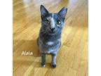 Adopt Alaia a Tortoiseshell Domestic Shorthair (short coat) cat in Chicago