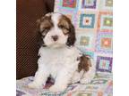 Mutt Puppy for sale in Saxe, VA, USA