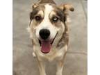 Adopt Charlie a Husky / Mixed dog in Long Beach, CA (38485079)