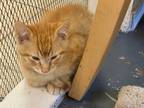 Adopt Starlite a Orange or Red Tabby Domestic Shorthair (short coat) cat in