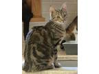Adopt Twix a Brown Tabby Domestic Shorthair (short coat) cat in Englewood