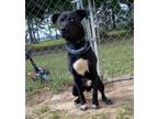 Adopt Teegan a Black - with White Husky / Labrador Retriever / Mixed dog in