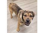 Adopt Fede a Tan/Yellow/Fawn Cane Corso / Mixed dog in Norwood, GA (38484389)
