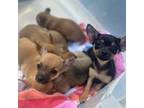 Chihuahua Puppy for sale in Wilmington, NC, USA