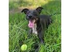 Adopt mama rover a Black Mixed Breed (Medium) / Mixed dog in Gadsden