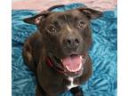 Adopt Olaf a Black - with White American Pit Bull Terrier / Mixed dog in Forked