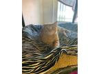 Adopt Merlot a Domestic Shorthair / Mixed (short coat) cat in Bourbonnais